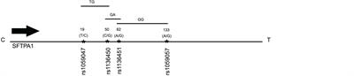 Single Nucleotide Polymorphisms (SNP) and SNP-SNP Interactions of the Surfactant Protein Genes Are Associated With Idiopathic Pulmonary Fibrosis in a Mexican Study Group; Comparison With Hypersensitivity Pneumonitis